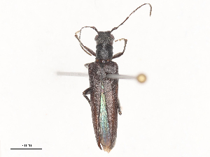  ( - CBG-A48503-F11)  @11 [ ] CreativeCommons - Attribution Share - Alike (2024) CBG Photography Group Centre for Biodiversity Genomics