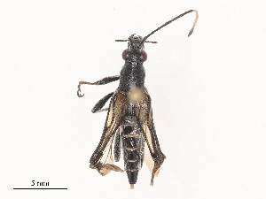  ( - CBG-A48574-G07)  @11 [ ] CreativeCommons - Attribution Share - Alike (2024) CBG Photography Group Centre for Biodiversity Genomics