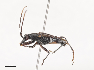  ( - CBG-A48625-E03)  @11 [ ] CreativeCommons - Attribution Share - Alike (2024) CBG Photography Group Centre for Biodiversity Genomics