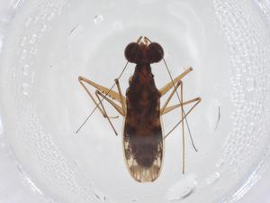  (Erianotoides - CBG-A49925-C09)  @11 [ ] CreativeCommons - Attribution Share - Alike (2024) Centre for Biodiversity Genomics Centre for Biodiversity Genomics