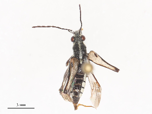  (Eccrisis scalabrii - CBG-A51017-B02)  @11 [ ] CreativeCommons - Attribution Share - Alike (2024) CBG Photography Group Centre for Biodiversity Genomics