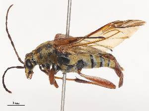  (Eccrisis distincta - CBG-A51013-C12)  @11 [ ] CreativeCommons - Attribution Share - Alike (2024) CBG Photography Group Centre for Biodiversity Genomics