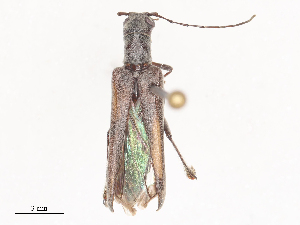  (Aliturus - CBG-A51018-B02)  @11 [ ] CreativeCommons - Attribution Share - Alike (2024) CBG Photography Group Centre for Biodiversity Genomics