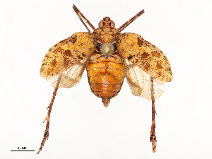  ( - CBG-A51973-F03)  @11 [ ] CreativeCommons - Attribution Share - Alike (2025) CBG Photography Group Centre for Biodiversity Genomics