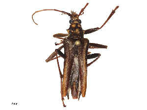  (Ramodatodes sericeum - CBG-A51978-A11)  @11 [ ] CreativeCommons - Attribution Share - Alike (2024) CBG Photography Group Centre for Biodiversity Genomics