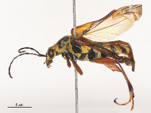  ( - CBG-A51979-F01)  @11 [ ] CreativeCommons - Attribution Share - Alike (2024) CBG Photography Group Centre for Biodiversity Genomics