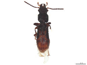  ( - CBG-A62772-A09)  @11 [ ] CreativeCommons - Attribution Share Alike (2025) CBG Photography Group Centre for Biodiversity Genomics