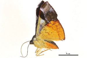  (Fascellina albicordis - BIOUG12333-G12)  @12 [ ] CreativeCommons - Attribution (2014) CBG Photography Group Centre for Biodiversity Genomics