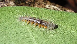  (Rhabdatomis cora - MLL-00328)  @12 [ ] Unspecified (default): All Rights Reserved  Unspecified Unspecified