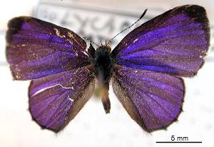  ( - USNM ENT 00453782)  @13 [ ] Unspecified (default): All Rights Reserved  Unspecified Unspecified