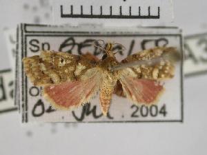  (Tipasa sp. GEOM158 - USNM ENT 00494230)  @13 [ ] Unspecified (default): All Rights Reserved  Unspecified Unspecified