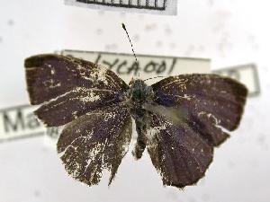  ( - USNM ENT 00498159)  @13 [ ] Unspecified (default): All Rights Reserved  Unspecified Unspecified