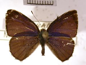  ( - USNM ENT 00498169)  @13 [ ] Unspecified (default): All Rights Reserved  Unspecified Unspecified