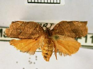  ( - USNM ENT 00499166)  @13 [ ] Unspecified (default): All Rights Reserved  Unspecified Unspecified