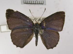  ( - USNM ENT 00499508)  @13 [ ] Unspecified (default): All Rights Reserved  Unspecified Unspecified