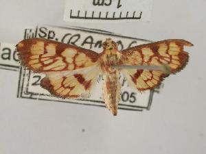  (Chalcidoptera emissalis - USNM ENT 00506543)  @13 [ ] Unspecified (default): All Rights Reserved  Unspecified Unspecified