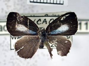  ( - USNM ENT 00508081)  @13 [ ] Unspecified (default): All Rights Reserved  Unspecified Unspecified