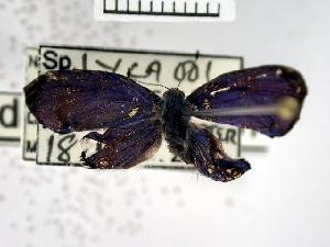  ( - USNM ENT 00508431)  @13 [ ] Unspecified (default): All Rights Reserved  Unspecified Unspecified