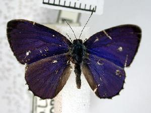  ( - USNM ENT 00508450)  @13 [ ] Unspecified (default): All Rights Reserved  Unspecified Unspecified