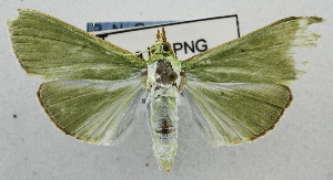  ( - USNM ENT 00733619)  @11 [ ] CreativeCommons - Attribution Share-Alike (2017) Unspecified Smithsonian Institution National Museum of Natural History