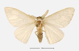  ( - USNM ENT 00733728.1)  @11 [ ] CreativeCommons - Attribution Share-Alike (2017) Unspecified Smithsonian Institution National Museum of Natural History