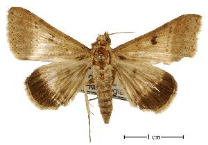  (Plecoptera{Genus_moth - USNM ENT 00733797)  @14 [ ] Unspecified (default): All Rights Reserved  Unspecified Unspecified