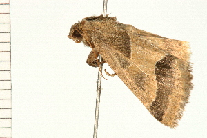  ( - MDOK-0138)  @12 [ ] CreativeCommons - Attribution (2008) CBG Photography Group Centre for Biodiversity Genomics