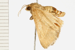  ( - MDOK-0180)  @12 [ ] CreativeCommons - Attribution (2008) CBG Photography Group Centre for Biodiversity Genomics