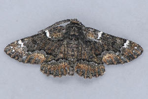  ( - MDOK-1087)  @12 [ ] Copyright (2010) Unspecified Unspecified