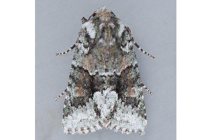  ( - MDOK-1215)  @13 [ ] Copyright (2010) Unspecified Unspecified