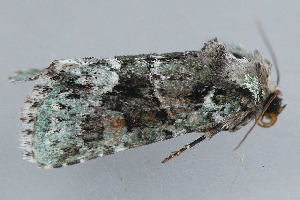  ( - MDOK-1273)  @13 [ ] Copyright (2010) Unspecified Unspecified