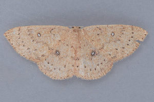  ( - MDOK-1319)  @12 [ ] Copyright (2010) Unspecified Unspecified