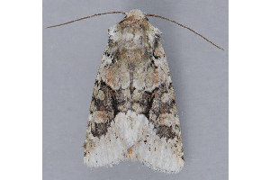  ( - MDOK-1327)  @13 [ ] Copyright (2010) Unspecified Unspecified