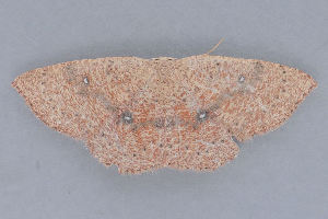  ( - MDOK-1335)  @12 [ ] Copyright (2010) Unspecified Unspecified
