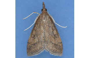  ( - MDOK-1524)  @13 [ ] Copyright (2010) Unspecified Unspecified