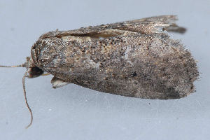  ( - MDOK-1820)  @12 [ ] Copyright (2010) Unspecified Unspecified