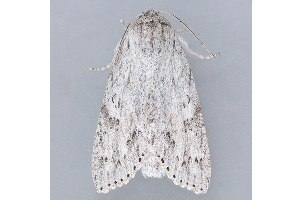  ( - MDOK-1196)  @12 [ ] Copyright (2010) Unspecified Unspecified