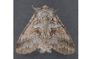  ( - MDOK-2839)  @13 [ ] Copyright (2010) Unspecified Unspecified