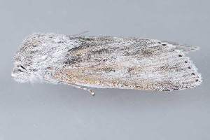  ( - MDOK-3796)  @12 [ ] CreativeCommons - Attribution Non-Commercial No Derivatives (2010) Mark J. Dreiling Unspecified