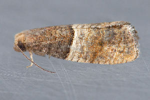  ( - MDOK-3101)  @12 [ ] Copyright (2010) Unspecified Unspecified