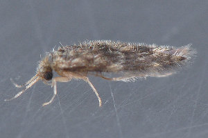  (Hydroptila angusta - MDOK-3623)  @14 [ ] Copyright (2010) Unspecified Unspecified