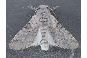  ( - MDOK-3300)  @12 [ ] Copyright (2010) Unspecified Unspecified