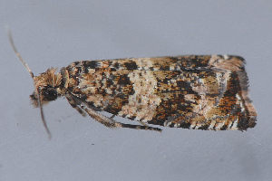  ( - MDOK-3335)  @12 [ ] Copyright (2010) Unspecified Unspecified