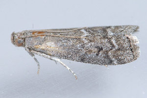  ( - MDOK-3345)  @12 [ ] Copyright (2010) Unspecified Unspecified