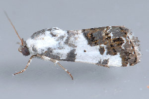  ( - MDOK-3384)  @12 [ ] Copyright (2010) Unspecified Unspecified