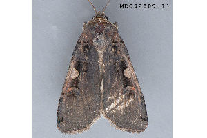  ( - MDOK-3519)  @12 [ ] CreativeCommons - Attribution (2009) CBG Photography Group Centre for Biodiversity Genomics