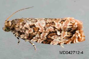  ( - BIOUG02922-C08)  @12 [ ] CreativeCommons - Attribution Non-Commercial No Derivatives (2012) Mark J. Dreiling Unspecified