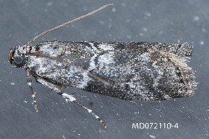  ( - MDOK-4145)  @12 [ ] CreativeCommons - Attribution Non-Commercial No Derivatives (2010) Mark J. Dreiling Unspecified