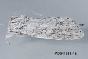  ( - MDOK-4357)  @12 [ ] CreativeCommons - Attribution Non-Commercial No Derivatives (2011) Mark J. Dreiling Unspecified