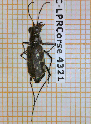  ( - BC-LPRCorse4321)  @11 [ ] By-SA Creative Common (2020) Julien Touroult Museum national d'Histoire naturelle, Paris